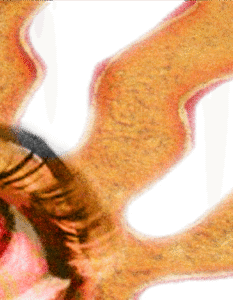 Banner_Aditto Anam-01